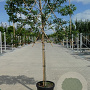Prunus l. 'Angustifolia' 14-16 HO container 160 cm stam 120x120 scherm
