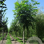 Pterocarya fraxinifolia 10-12 HO draadkluit