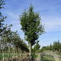 Pyrus calleryana 'Redspire' 18-20 HO draadkluit