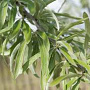 Pyrus salicifolia 8-10 HO draadkluit