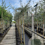 Pyrus salicifolia 'Pendula' 6-8 HO container