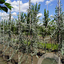 Pyrus salicifolia 'Pendula' 6-8 HO draadkluit