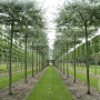 Pyrus salicifolia 'Pendula' 8-10 HO container 240 cm stam dakvorm 120