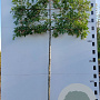 Quercus palustris 12-14 HO container 200 cm stam 150x120 scherm