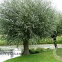 Salix alba 12-14 HO draadkluit 200 cm stam Knotvorm