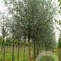 Salix alba 16-18 HO draadkluit