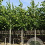 Tilia europaea 'Pallida' 12-14 HO draadkluit