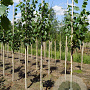 Tilia europaea 'Pallida' 8-10 HO draadkluit