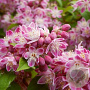 Deutzia hybrida 'Strawberry Fields' 80-100 cm 5,0L
