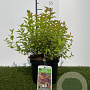 Spiraea jap. 'Firelight' 25-30 cm 3,0L