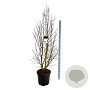 Magnolia loebneri 'Merrill' 200-225 cm cont. 55L extra