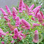 Buddleja davidii 25-30 cm 3,5L