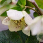Helleborus o. 'D El. White Spotted' GM P9