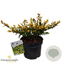 Ilex crenata 'Golden Gem' 25-30 cm 3,5L
