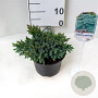 Juniperus squamata 'Blue Star' 15-20 cm 2,0L