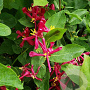 Lonicera tatar. 'Arnold Red' 200-250 cm draadkluit struik
