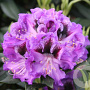 Rhododendron 'Blaue Jungs' 30-40 cm 5,0L struik