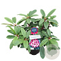 Rhododendron 'Hans Hachmann' 30-40 cm 5,0L struik