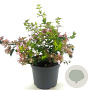 Abelia 'Raspberry Profusion' 25-30 cm 2,0L