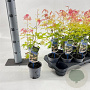 Acer pal. 'Orange Dream' 25-30 cm P10,5