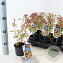 Acer pal. 'Phoenix' 25-30 cm P10,5