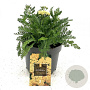 Actinidia eriantha GM 2,0L