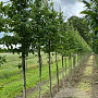 Carpinus betulus 10-12 HO draadkluit