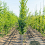 Carpinus bet. 'Lucas' 20-25 HO draadkluit