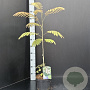 Albizia julibr. rosea 60-80 cm 3,0L