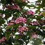 Crataegus mordenensis 'Toba' 10-12 HO draadkluit