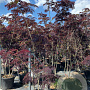 Albizia julibr. 'Summer Chocolate' 250-300 cm cont. 70L meerstammig