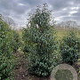 Prunus l. 'Angustifolia' 150-175 cm draadkluit struik
