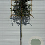 Prunus l. 'Angustifolia' 8-10 HO 15L LEIVORM 160 cm stam