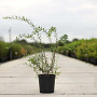Spiraea cinerea 'Grefsheim' 80-100 cm 10L