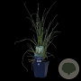 Cortaderia s. 'Pumila' GM  P11