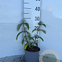 Buddleja d. 'Pink Delight' 15-20 cm 2,0L