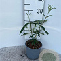 Buddleja d. 'Royal Red' 15-20 cm 2,0L