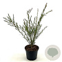 Callistemon citrinus 30-40 cm 2,0L