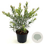 Callistemon Mini Red 30-40 cm 2,0L