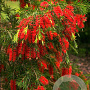 Callistemon viminalis 25-30 cm 2,0L