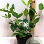 Calycanthus 'Venus' 60-80 cm 3,0L