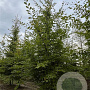 Carpinus betulus 200-250 cm draadkluit meerstammig