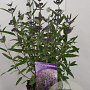 Caryopteris cland. 'Thetis' 30-40 cm 2,0L