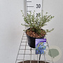 Ceanothus 'Concha' 30-35 cm 2,0L