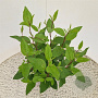 Ceanothus pallidus 'Marie Simon' 40-45 cm 2,5L
