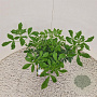 Choisya ternata 20-25 cm 2,5L