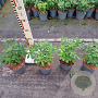 Choisya ternata 30-40 cm 2,0L