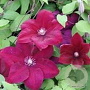 Clematis 'Rouge Cardinal' 60-65 cm rozenpot 2L