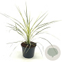 Cordyline australis 30-40 cm 2,0L