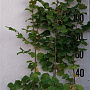 Corylus avellana 125-150 cm 10L